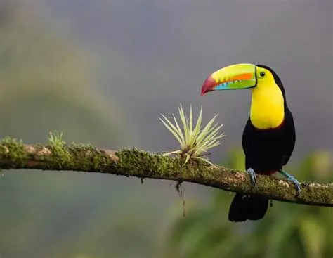 Toucan on a branch.