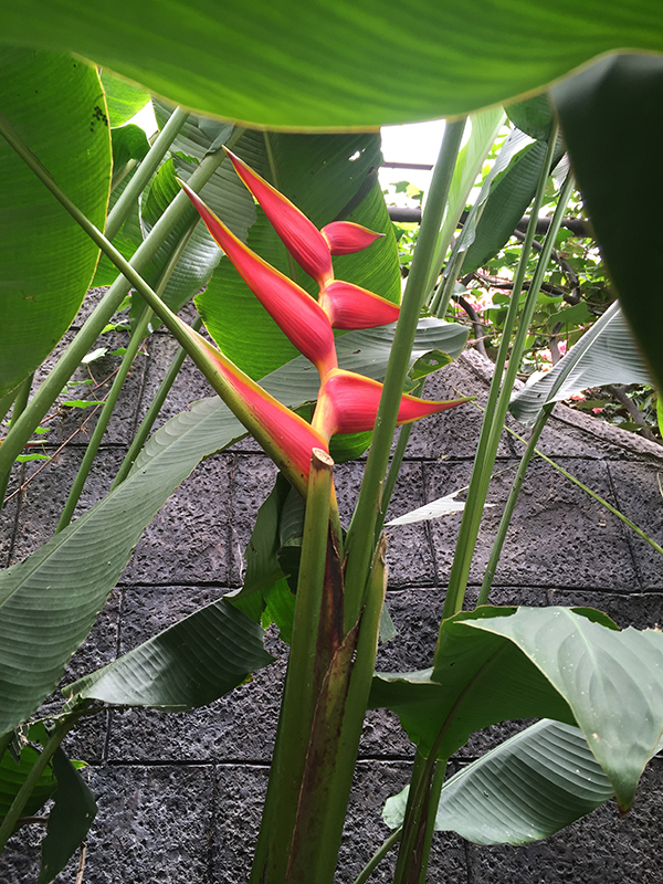 Bird of Paradise flower in bloom.